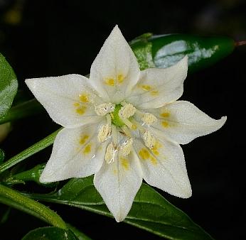 Capsicum baccatum