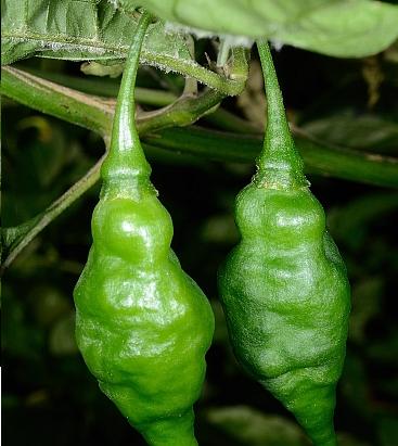 Capsicum chinense