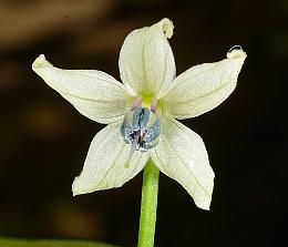 Capsicum frutescens