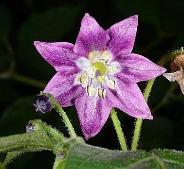 Capsicum pubescens