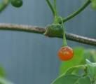 Capsicum wild